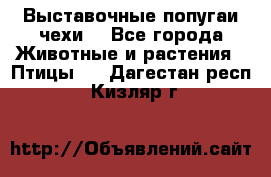 Выставочные попугаи чехи  - Все города Животные и растения » Птицы   . Дагестан респ.,Кизляр г.